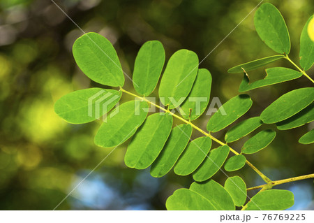 ジャケツイバラ 葉 ジャケツイバラ 葉 76769225