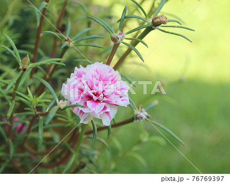 Colorful of Pink portulaca oleracea flowers with Green background Colorful of Pink portulaca oleracea flowers with Green background 76769397