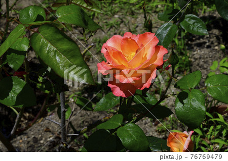 バラの花、先端薄い赤色と中心部淡い黄色＠自宅に庭、堺市 76769479
