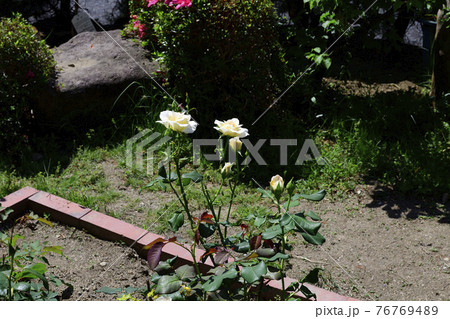 バラの花、白色、中心部分は淡い黄色@我が家の庭、堺市 バラの花、白色、中心部分は淡い黄色@我が家の庭、堺市 76769489