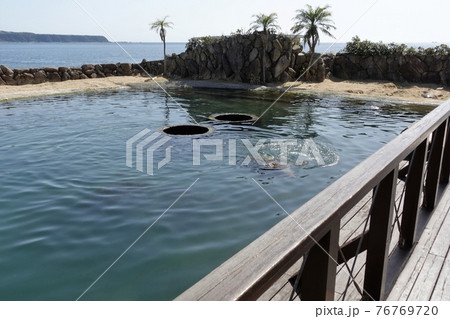 南紀 串本海中公園水族館 ウミガメプール プールに穴 南紀 串本海中公園水族館 ウミガメプール プールに穴 76769720