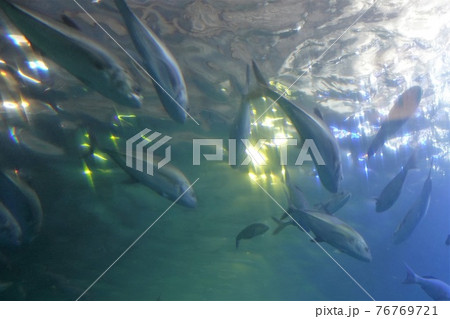 串本海中公園水族館 クロマグロ群泳 76769721