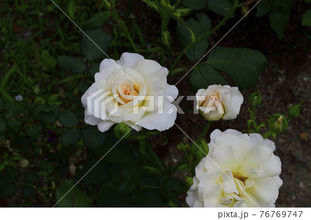 バラの花、白色、中心部分は淡い黄色@我が家の庭、堺市 バラの花、白色、中心部分は淡い黄色@我が家の庭、堺市 76769747
