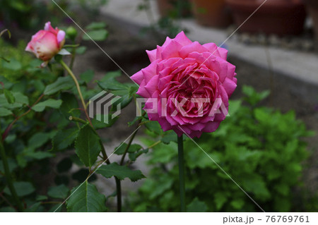 バラの花、薄い赤色・濃いピンク色@自宅に庭、堺市 バラの花、薄い赤色・濃いピンク色@自宅に庭、堺市 76769761