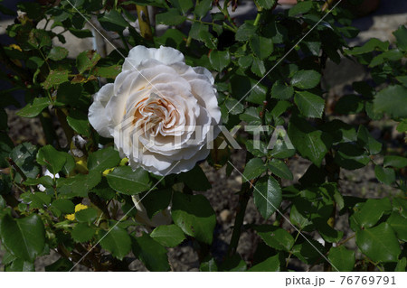 バラの花、白色、中心部分は淡い黄色@我が家の庭、堺市 バラの花、白色、中心部分は淡い黄色@我が家の庭、堺市 76769791