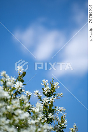 リキュウバイの白い花と青空のコピースペースの写真素材