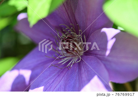 クレマチスの雄しべ 76769917