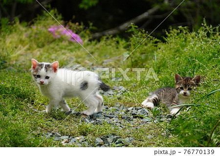 可愛い子猫の兄弟巣穴の周りを探検中の写真素材