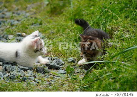 可愛い子猫の兄弟巣穴の周りを探検中の写真素材