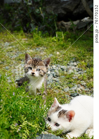 可愛い子猫の兄弟巣穴の周りを探検中の写真素材