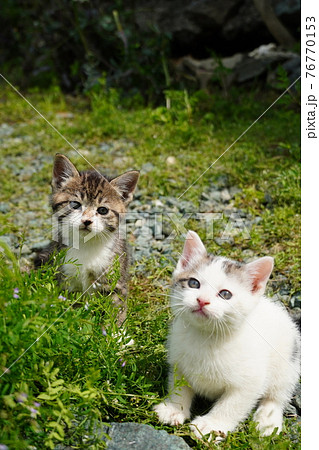 可愛い子猫の兄弟巣穴の周りを探検中 可愛い子猫の兄弟巣穴の周りを探検中 76770153