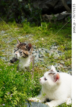 可愛い子猫の兄弟巣穴の周りを探検中の写真素材