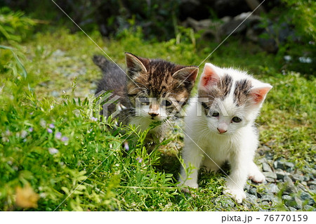 可愛い子猫の兄弟巣穴の周りを探検中 可愛い子猫の兄弟巣穴の周りを探検中 76770159