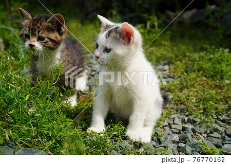 可愛い子猫の兄弟巣穴の周りを探検中 可愛い子猫の兄弟巣穴の周りを探検中 76770162