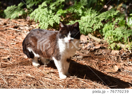 田代島の猫 田代島の猫 76770239