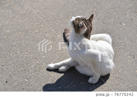 田代島の猫 76770242