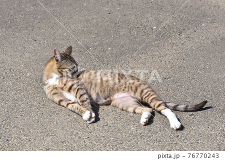田代島の猫 76770243