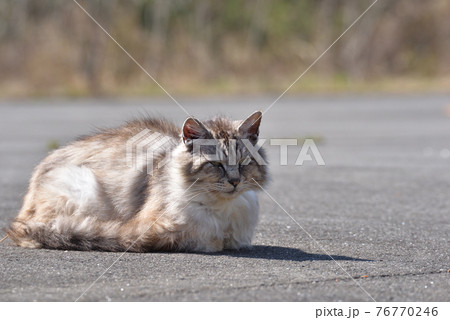 田代島の猫 田代島の猫 76770246