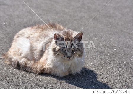 田代島の猫 76770249