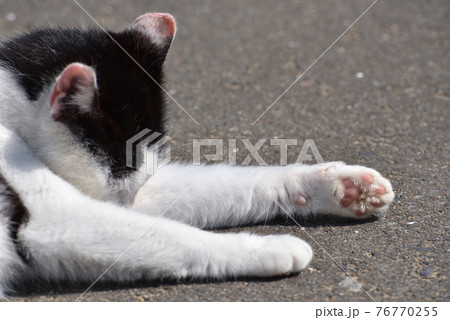 田代島の猫 76770255