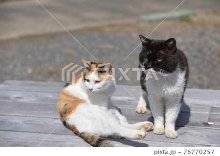 田代島の猫 76770257