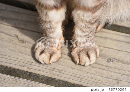 田代島の猫　前足 76770265