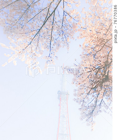 ソフトな雰囲気の桜と電波塔 ソフトな雰囲気の桜と電波塔 76770386