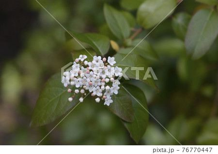 Laurustinus Laurustinus 76770447