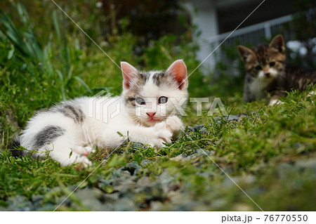 遊び回る可愛い野良猫の子猫の写真素材