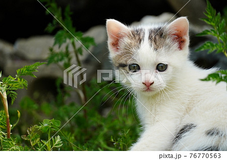 遊び回る可愛い野良猫の子猫の写真素材