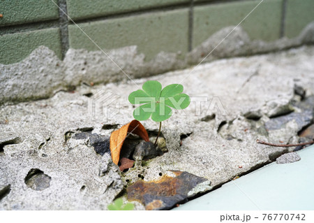 カタバミ 76770742