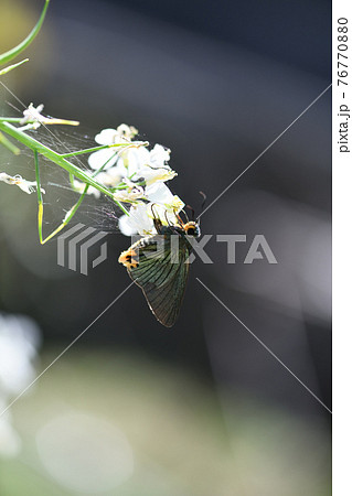 アオバセセリ(青羽挵)とダイコンの花 アオバセセリ(青羽挵)とダイコンの花 76770880