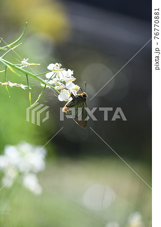 アオバセセリ(青羽挵)とダイコンの花 アオバセセリ(青羽挵)とダイコンの花 76770881