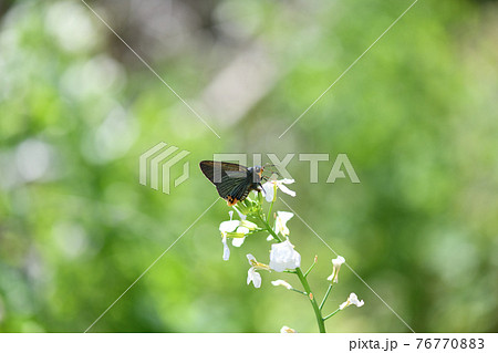 アオバセセリ（青羽挵）とダイコンの花 76770883