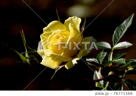 調布市深大寺元町の植物園に咲く黄色いバラ(モダンローズ ゾンネキント)の花 76771566