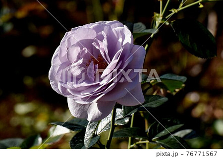 調布市深大寺元町の植物園に咲く淡い青紫色のバラ(モダンローズ ブルー・バユー)の花 調布市深大寺元町の植物園に咲く淡い青紫色のバラ(モダンローズ ブルー・バユー)の花 76771567
