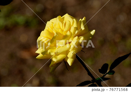 調布市深大寺元町の植物園に咲く黄色いバラ(モダンローズ ゾンネキント)の花 76771568