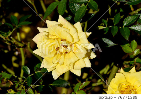 調布市深大寺元町の植物園に咲く黄色いバラ(モダンローズ ゾンネキント)の花 76771589
