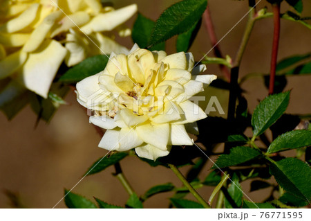 調布市深大寺元町の植物園に咲く黄色いバラ(モダンローズ ゾンネキント)の花 76771595