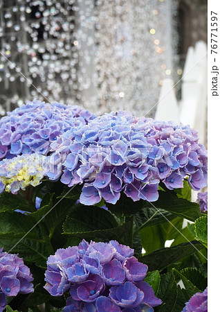 箱根ガラスの森美術館の紫陽花と光の回廊 76771597