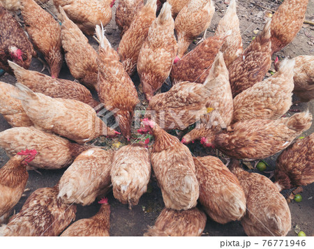 Chickens on traditional free range poultry farm 76771946