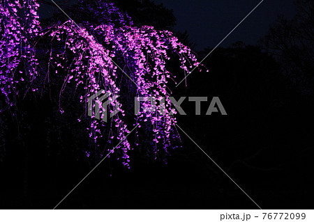 さくらの里のしだれ桜 (夜桜) 76772099