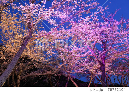 さくらの里の夜桜 76772104
