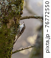 Treecreeper in evening sunlight Scotland 76772550