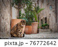 Cat sitting in streets of Old Town Dubrovnik  76772642