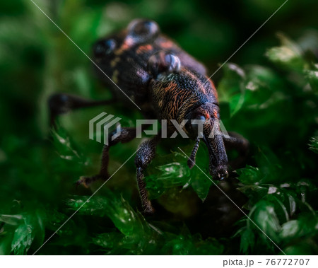 Macrophotography of a snout beetle. Bug in the moss Macrophotography of a snout beetle. Bug in the moss 76772707