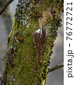Treecreeper in on old tree trunk 76772721