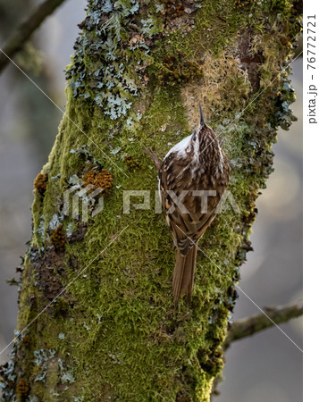 Treecreeper in on old tree trunk Treecreeper in on old tree trunk 76772721
