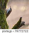 Common Treecreeper in evening sunlight 76772722