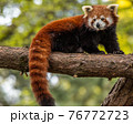 Red Panda on a tree branch 76772723